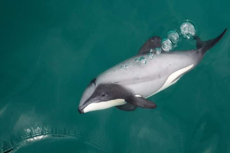 Hector dolphin
